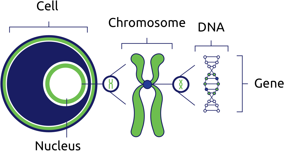 Клетка ядро хромосома днк. Ген и хромосома. Гены и хромосомы. Ген ДНК хромосома. Ядро хромосомы гены.